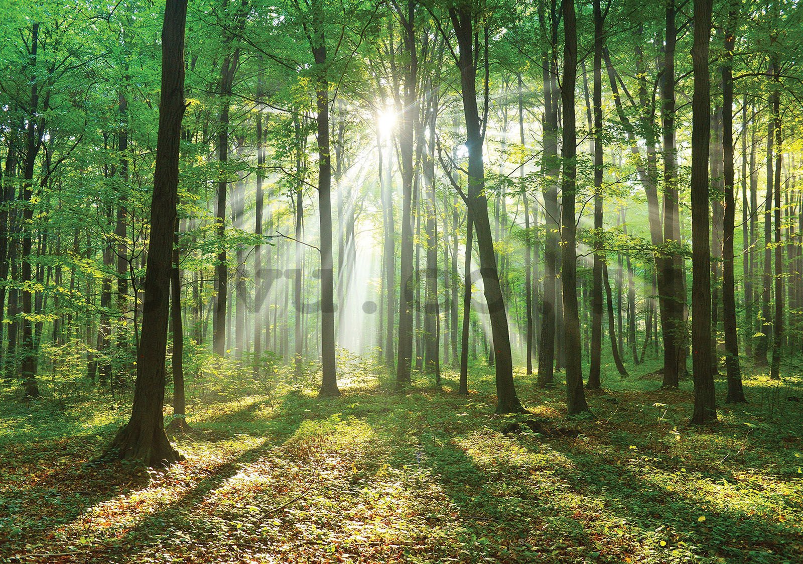 Wall mural vlies: Sun in the Forest (3) - 416x254 cm