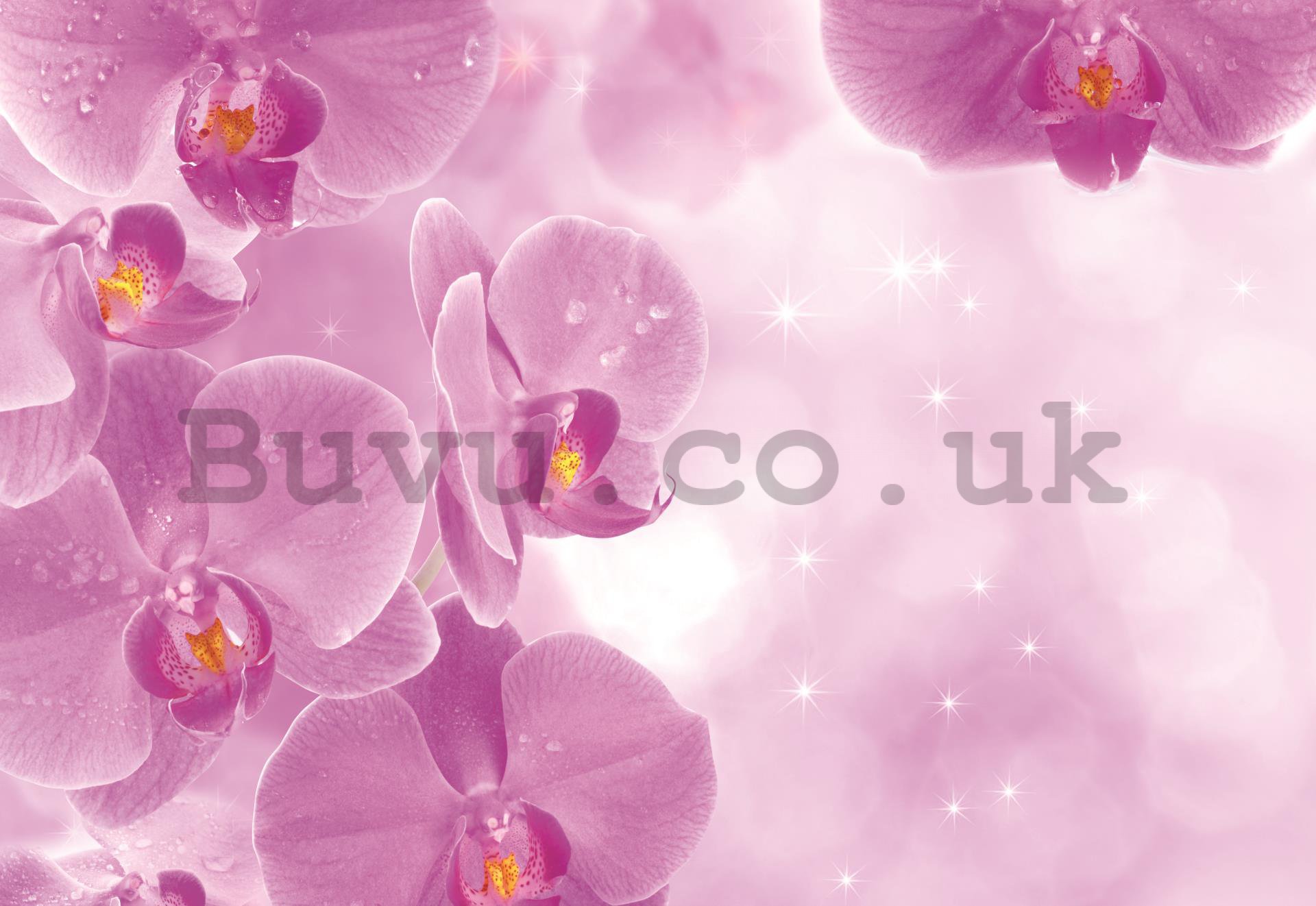 Wall Mural: Orchids (1) - 254x368 cm