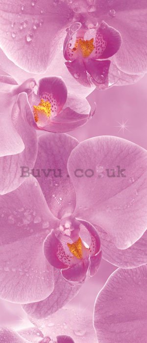 Photo Wallpaper Self-adhesive: Orchids - 211x91 cm