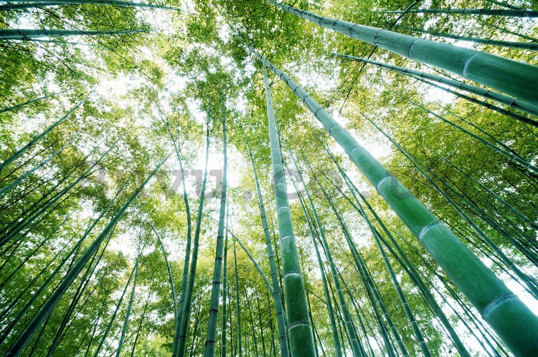 Wall Mural: Bamboo forest - 254x368 cm