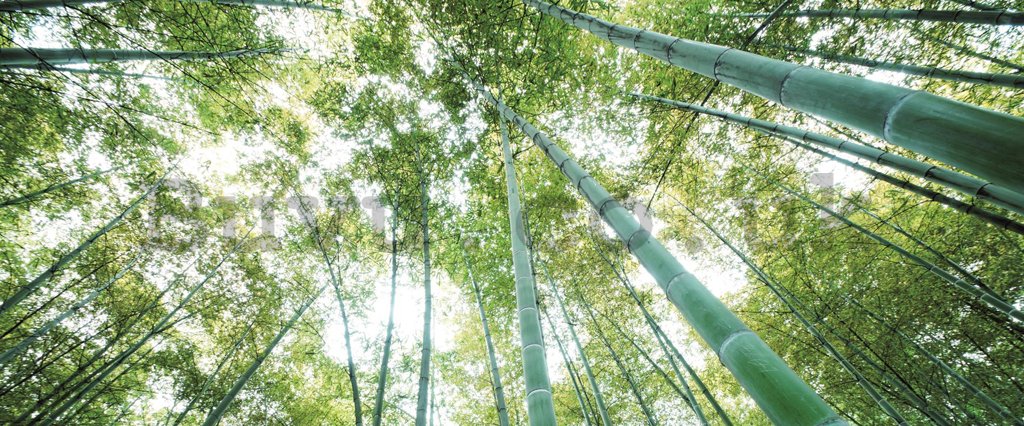 Wall Mural: Bamboo forest - 104x250 cm