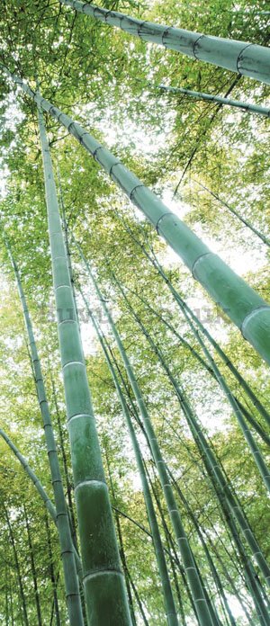 Wall Mural: Bamboo forest - 211x91 cm