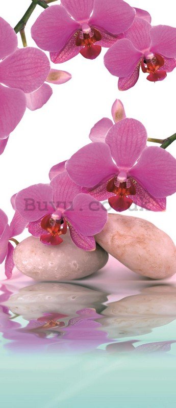 Wall Mural: Orchid and stones - 211x91 cm