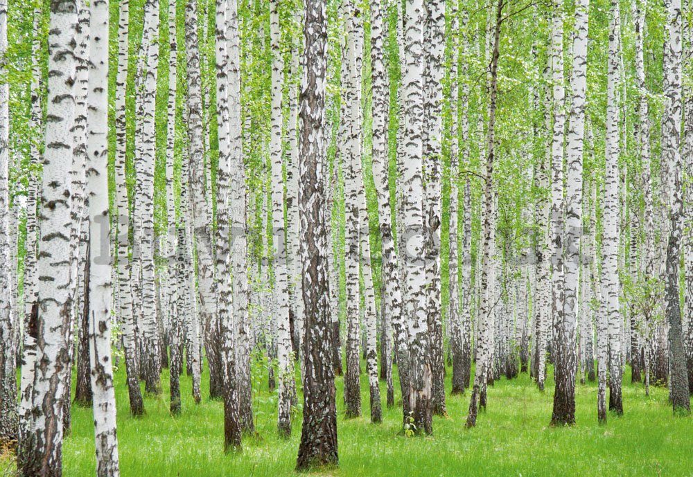 Wall Mural: Birch trees (1) - 254x368 cm