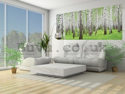 Wall Mural: Birch trees (1) - 104x250 cm