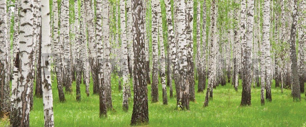 Wall Mural: Birch trees (1) - 104x250 cm