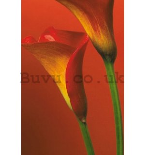 Poster - Red Calla Lillies