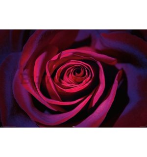 Poster - Dark purple rose