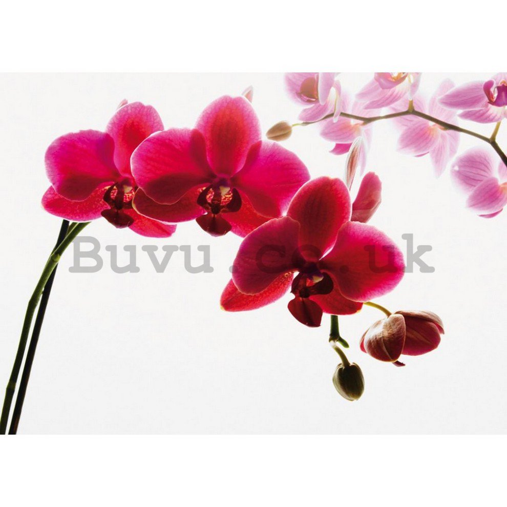Wall Mural: Red orchid - 232x315 cm